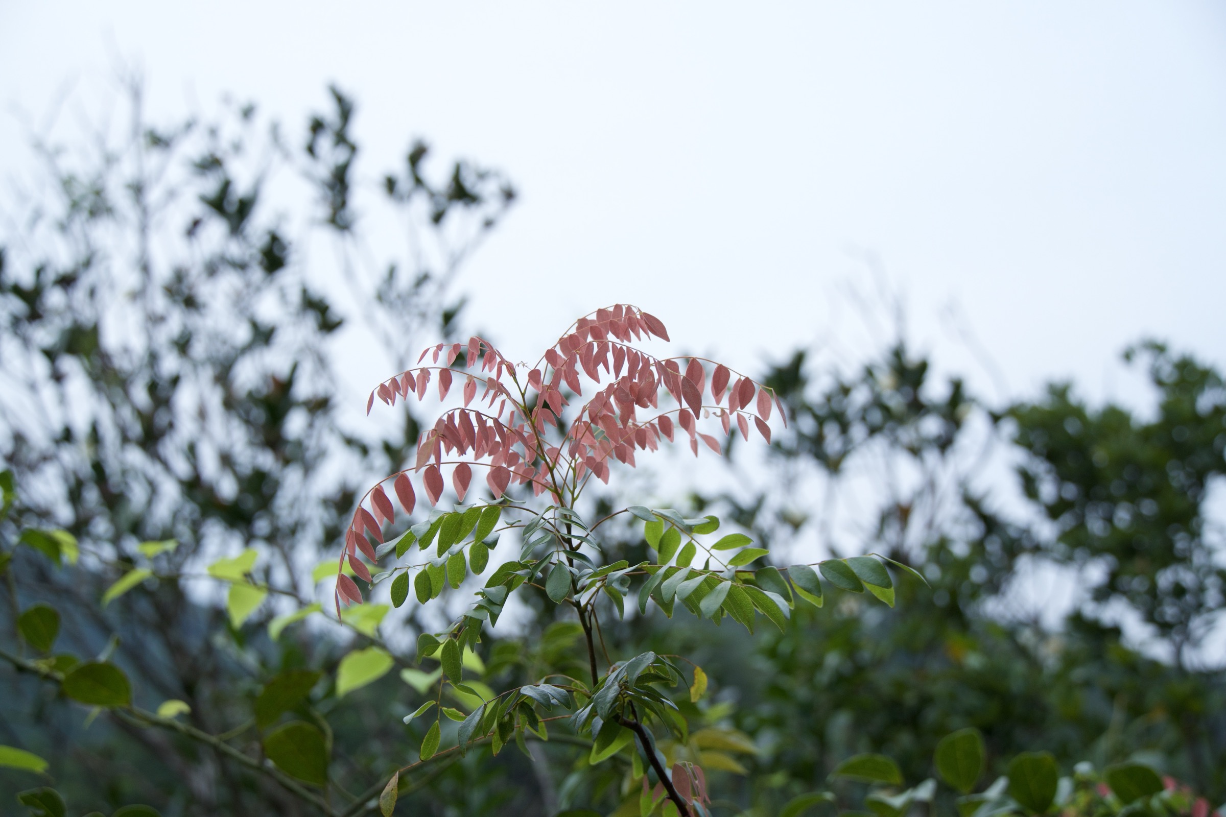 Photography by Louis Cheung